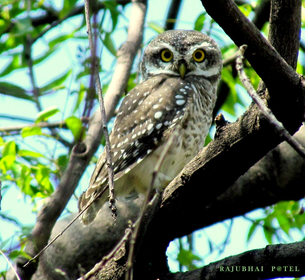 Spotted Owlet - Rajubhai Patel