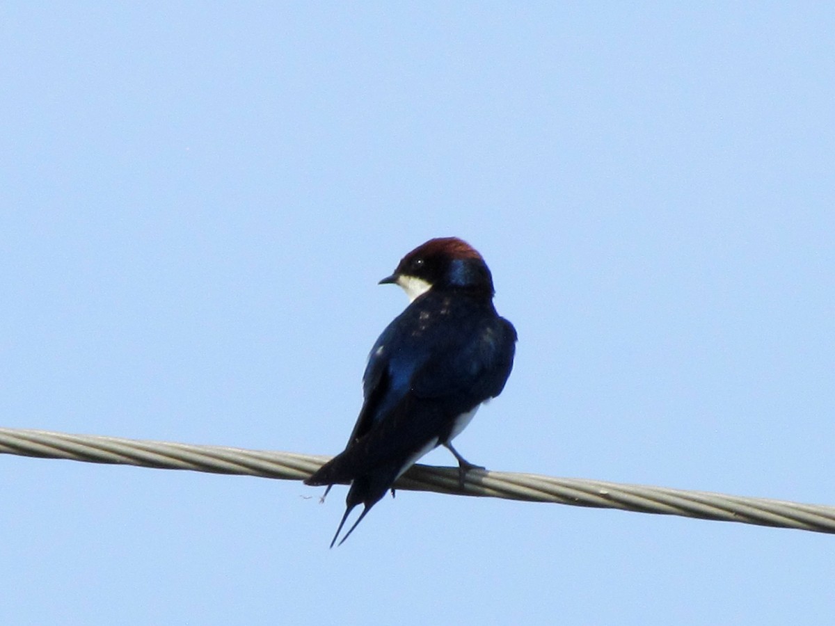 Wire-tailed Swallow - Rajubhai Patel