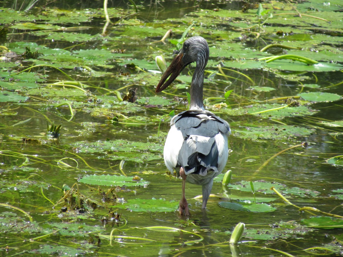 Asian Openbill - ML206240351