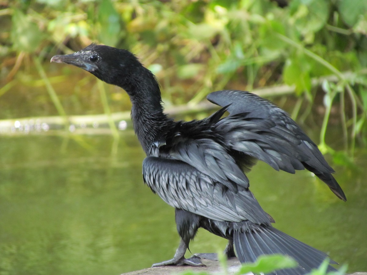 Cormorán de Java - ML206240381