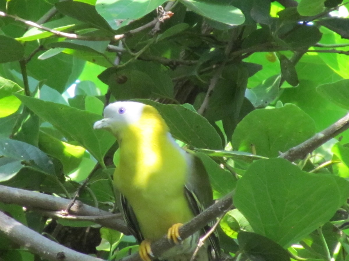 Yellow-footed Green-Pigeon - ML206240411