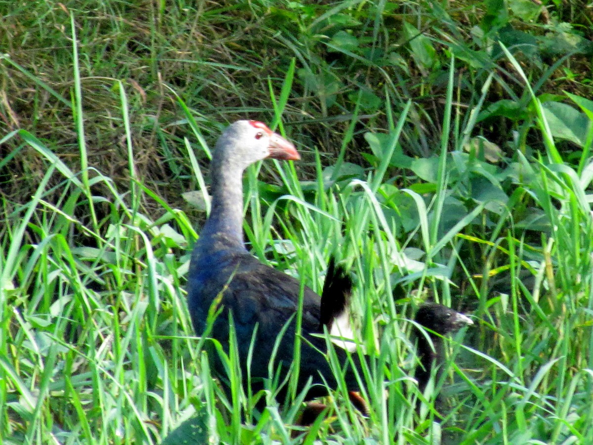 Gray-headed Swamphen - ML206240461