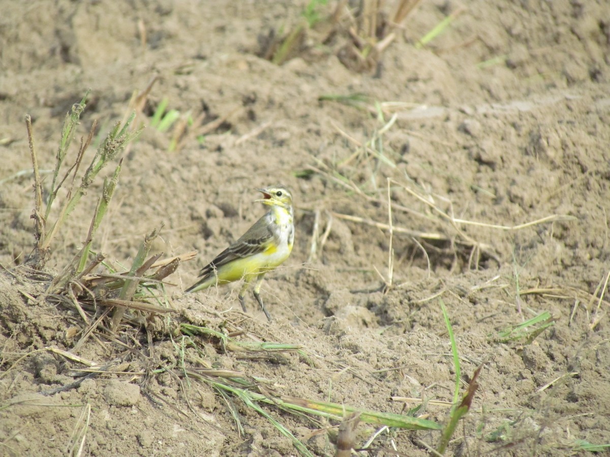 Western Yellow Wagtail - ML206240541