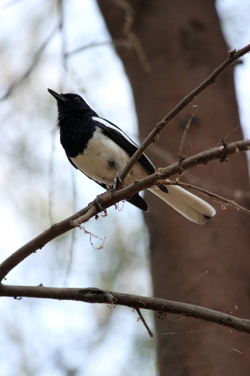 Oriental Magpie-Robin - ML206240581