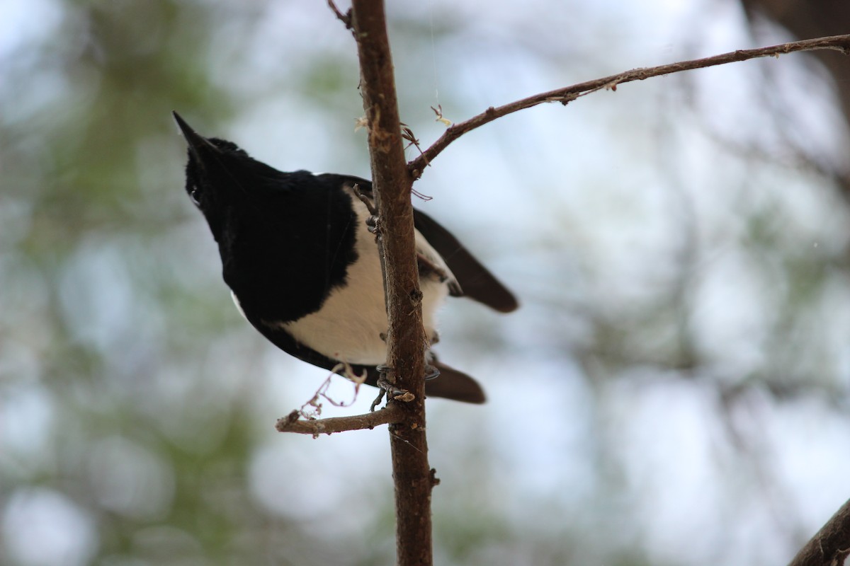 Oriental Magpie-Robin - ML206240601