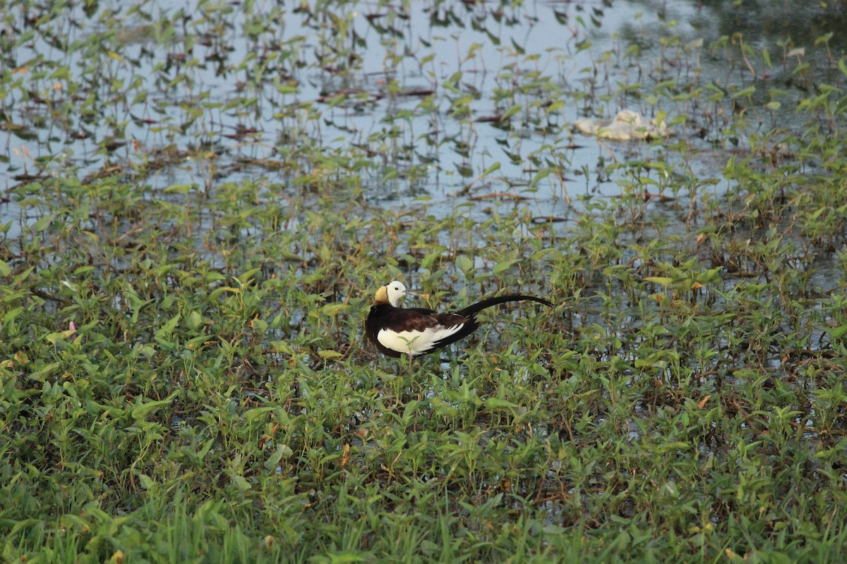 Pheasant-tailed Jacana - Rajubhai Patel