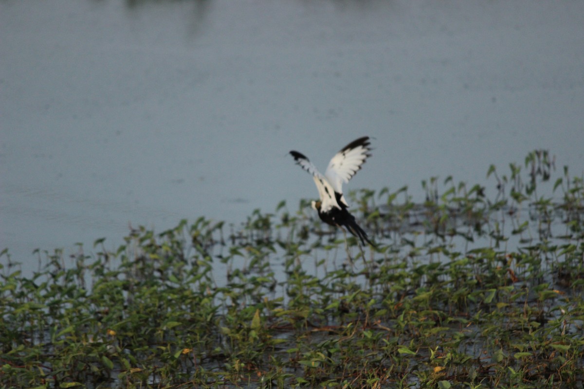 Pheasant-tailed Jacana - ML206240651