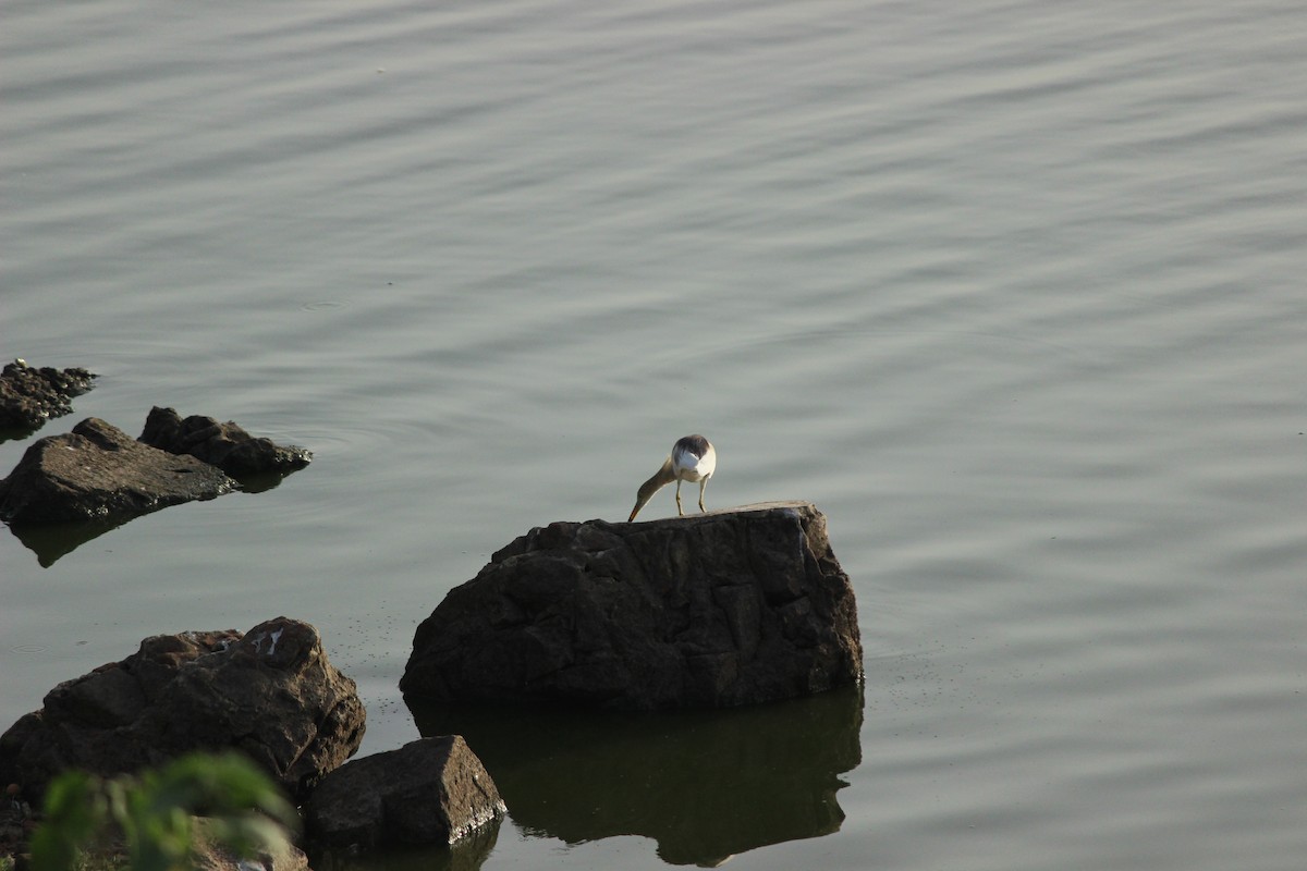 Crabier de Gray - ML206240661