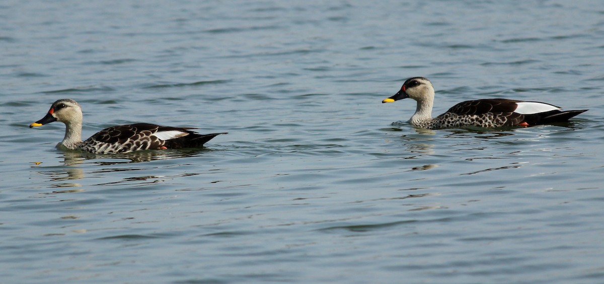 Indian Spot-billed Duck - Rajubhai Patel