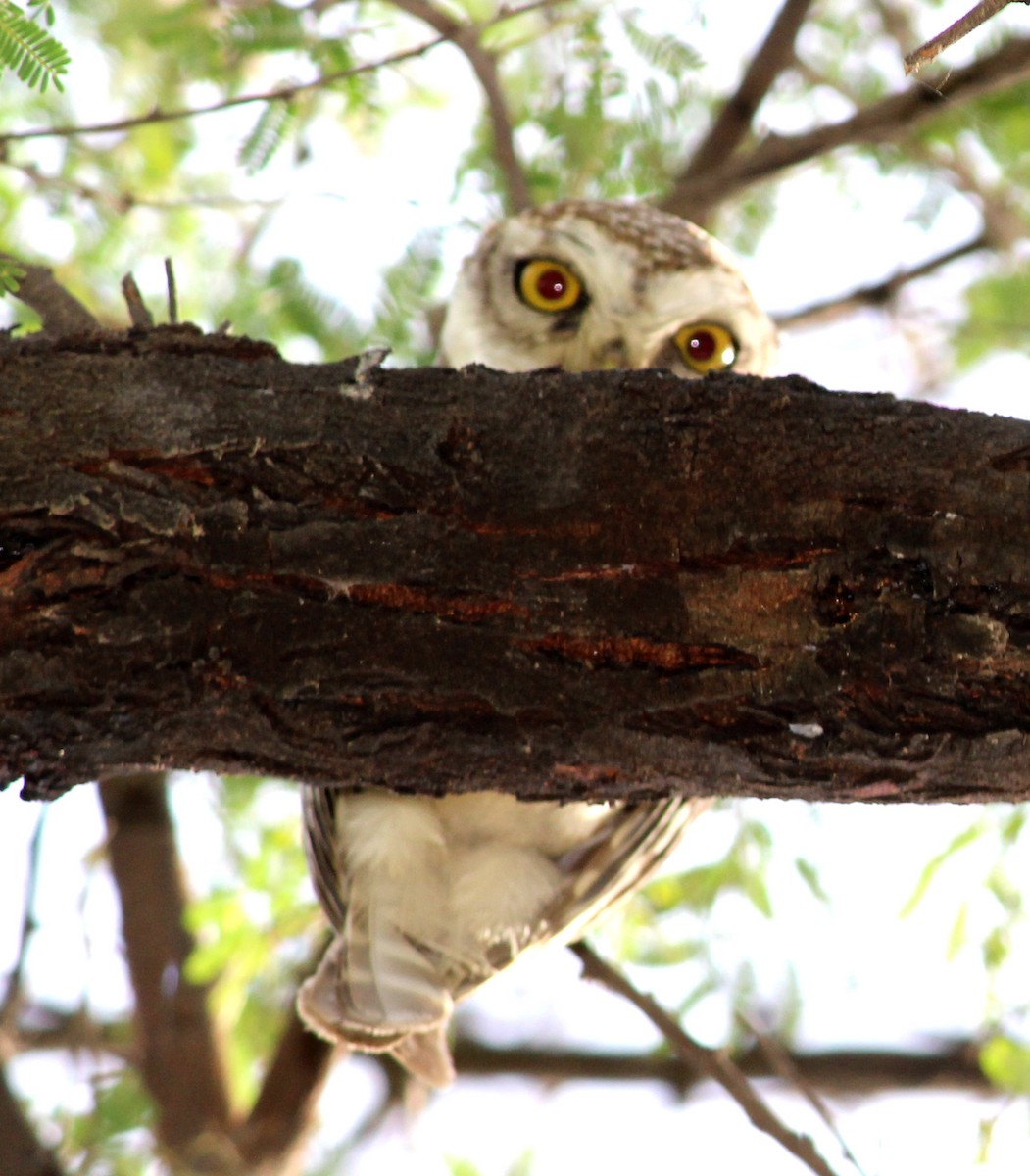 Spotted Owlet - ML206240921