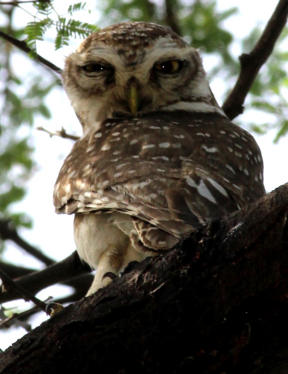 Spotted Owlet - Rajubhai Patel