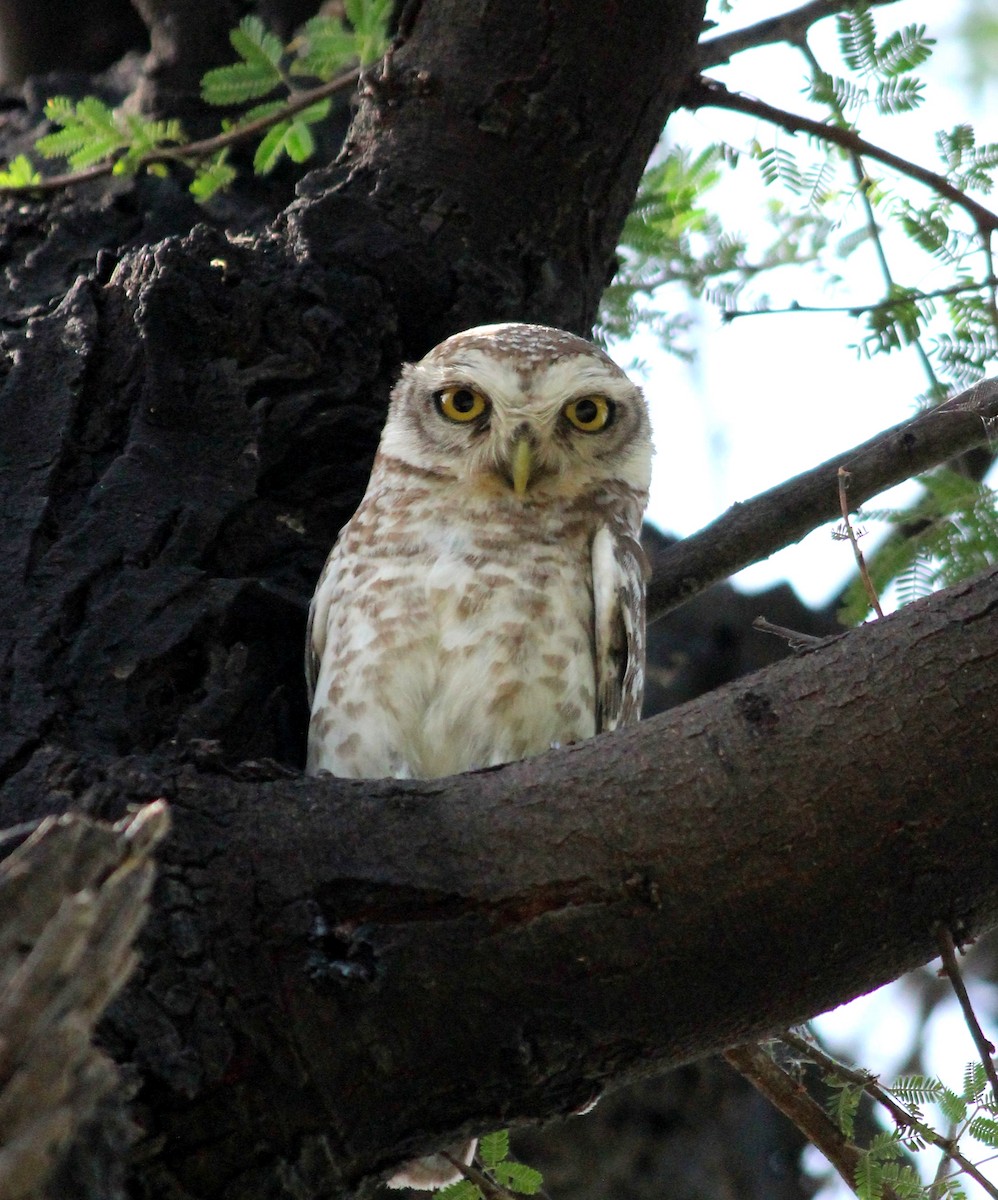 Spotted Owlet - Rajubhai Patel