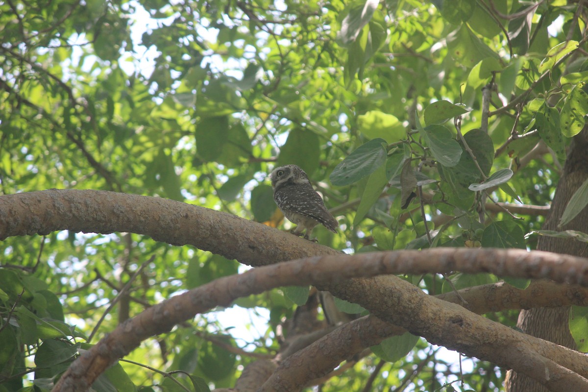 Spotted Owlet - ML206241791