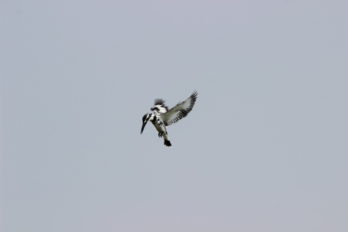 Pied Kingfisher - Rajubhai Patel