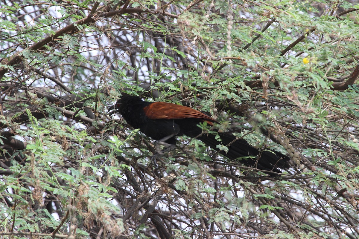 Greater Coucal - Rajubhai Patel