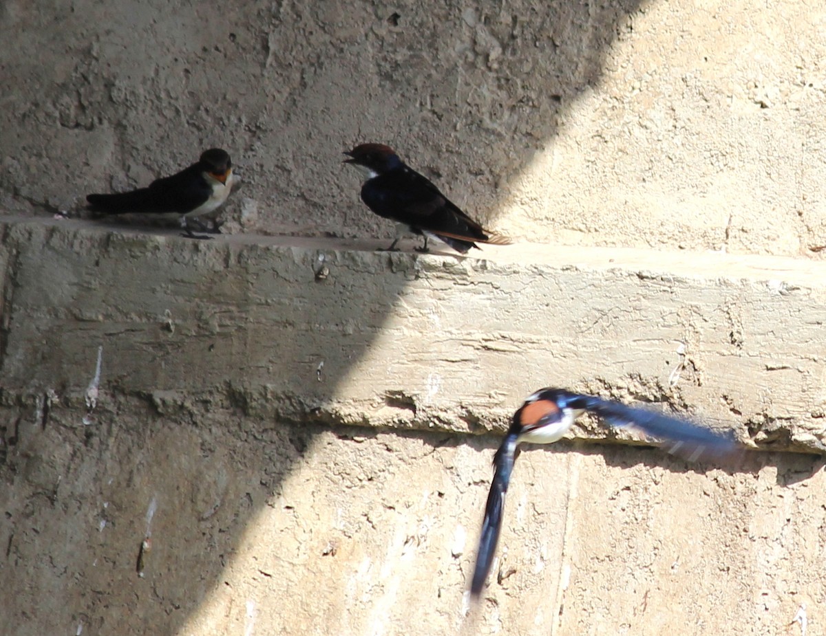 Wire-tailed Swallow - Rajubhai Patel