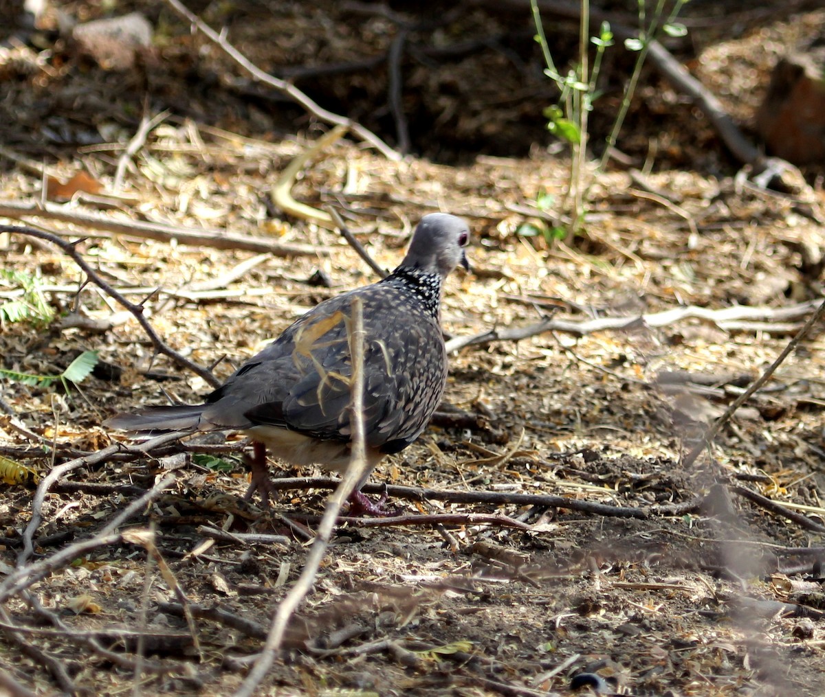 Spotted Dove (Western) - ML206242351