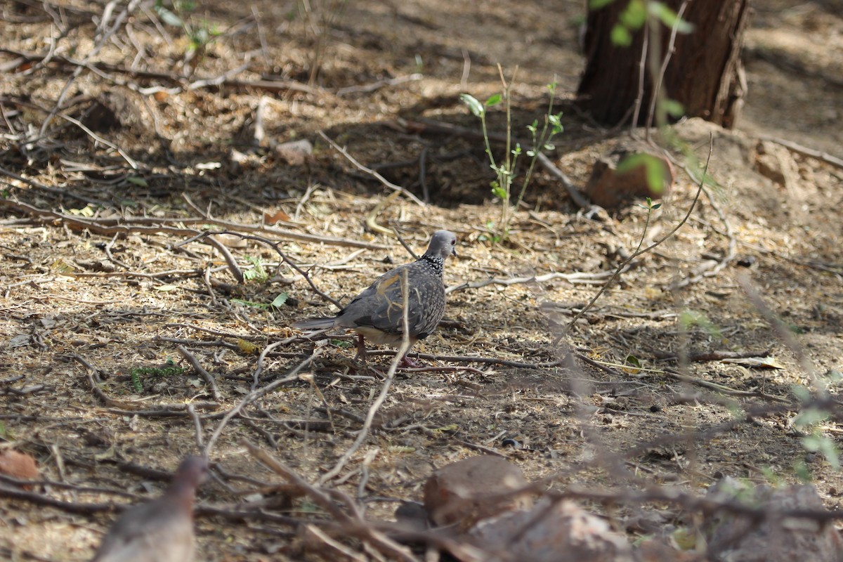 Spotted Dove (Western) - ML206242361