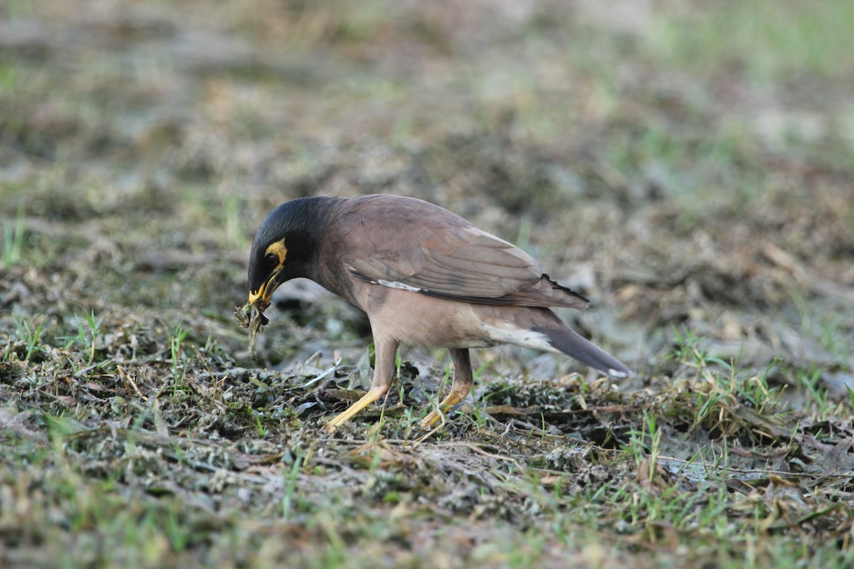 Common Myna - Rajubhai Patel