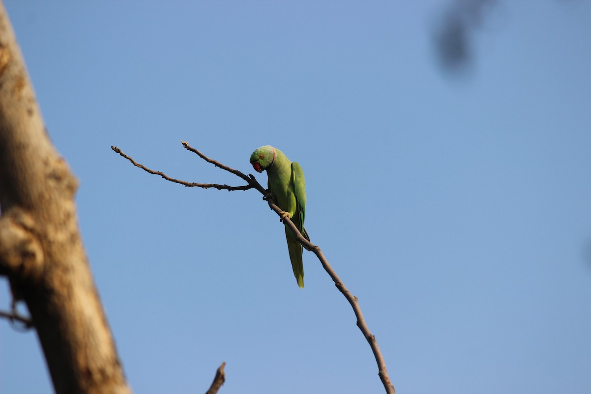 Rose-ringed Parakeet - ML206242611