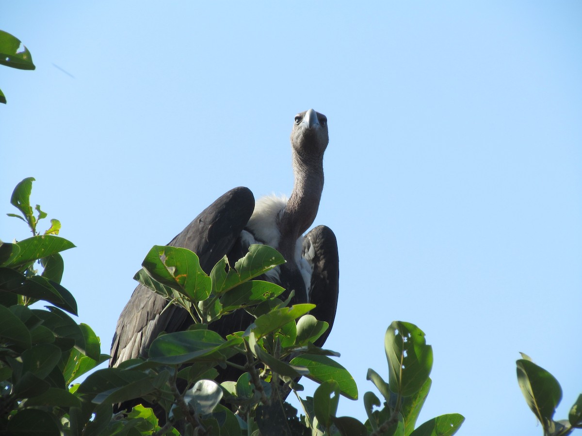 White-rumped Vulture - ML206242981