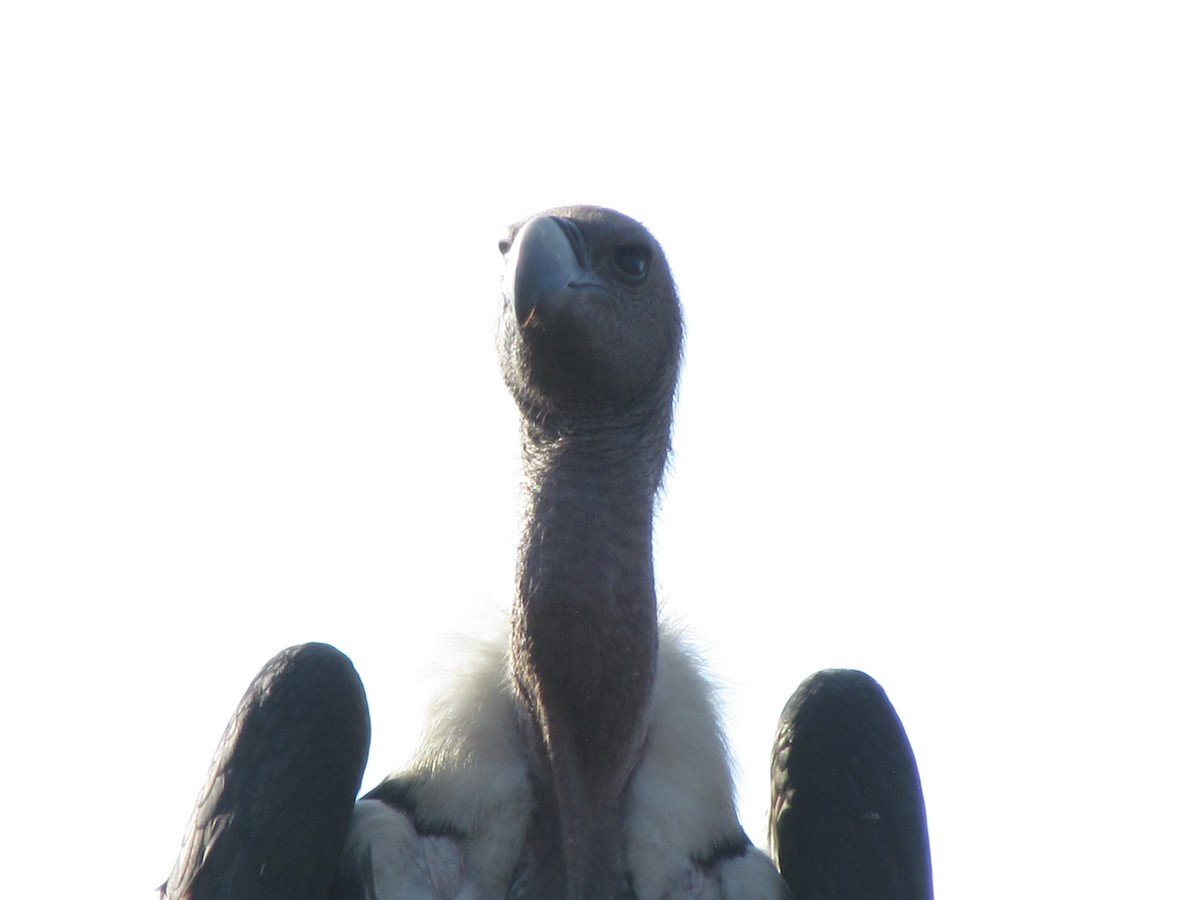 White-rumped Vulture - ML206242991