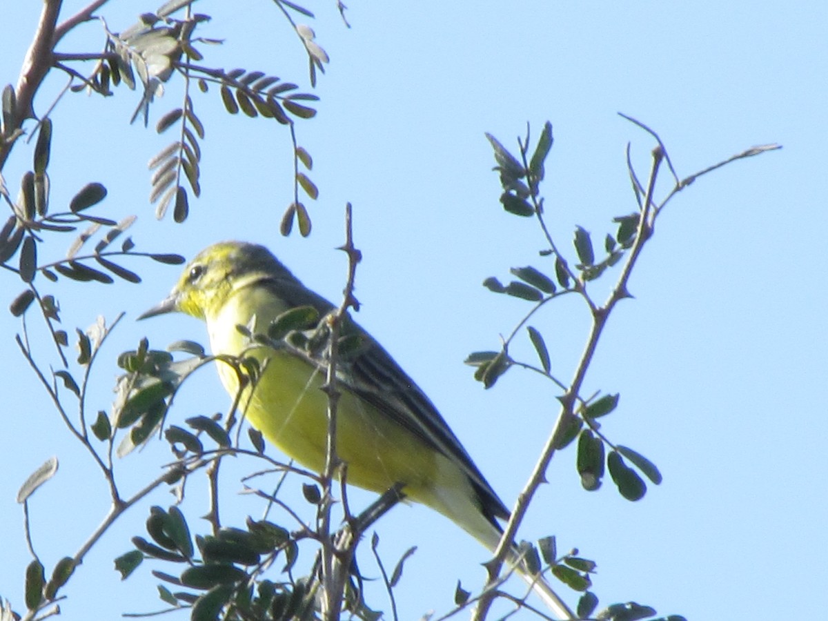 Western Yellow Wagtail - ML206243181