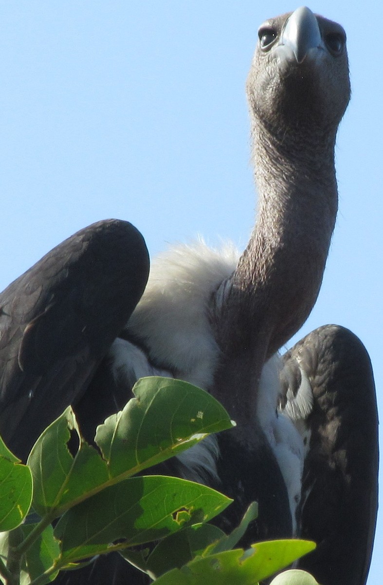 White-rumped Vulture - ML206243371