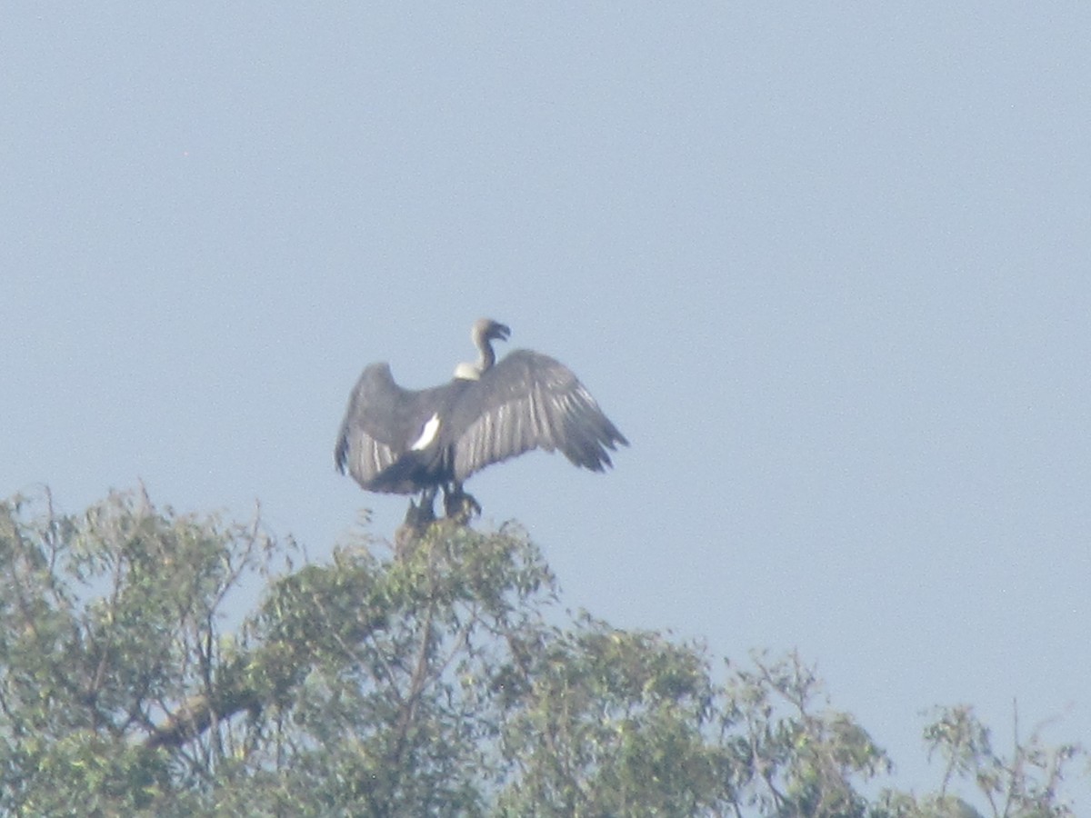 White-rumped Vulture - ML206243411