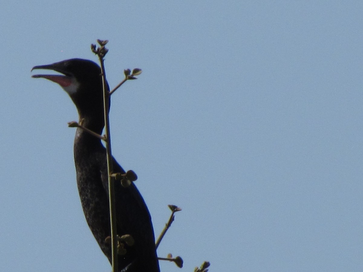 Great Cormorant - ML206243591
