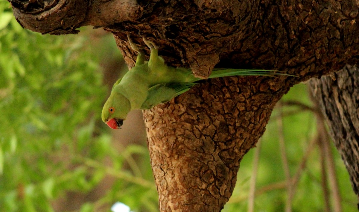 Rose-ringed Parakeet - Rajubhai Patel