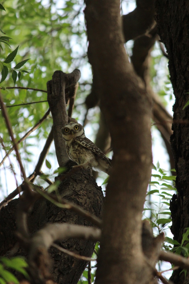 Spotted Owlet - ML206243671