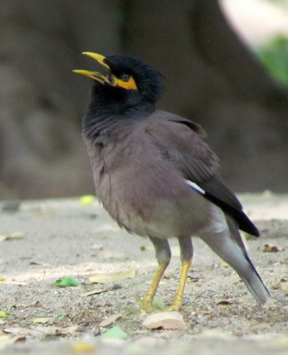 Common Myna - ML206244141