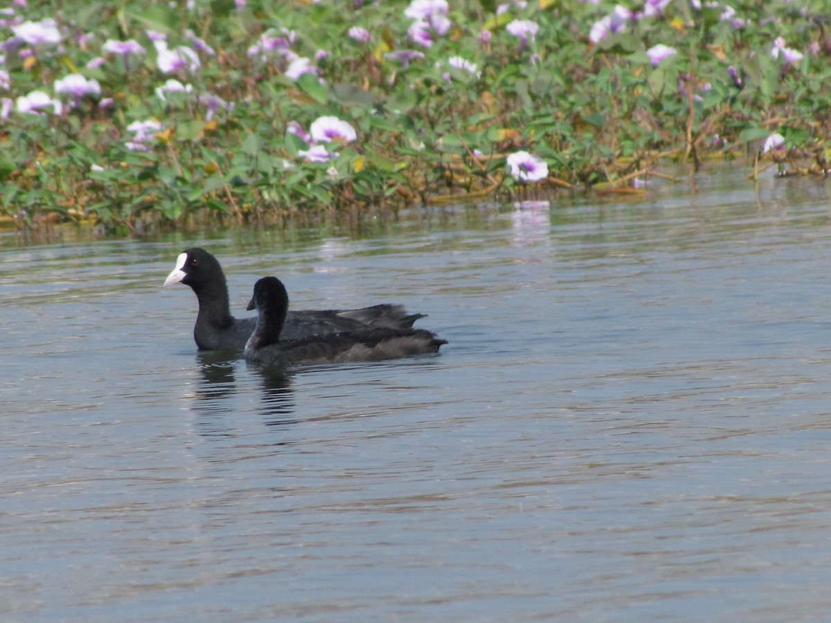 Eurasian Coot - ML206245911