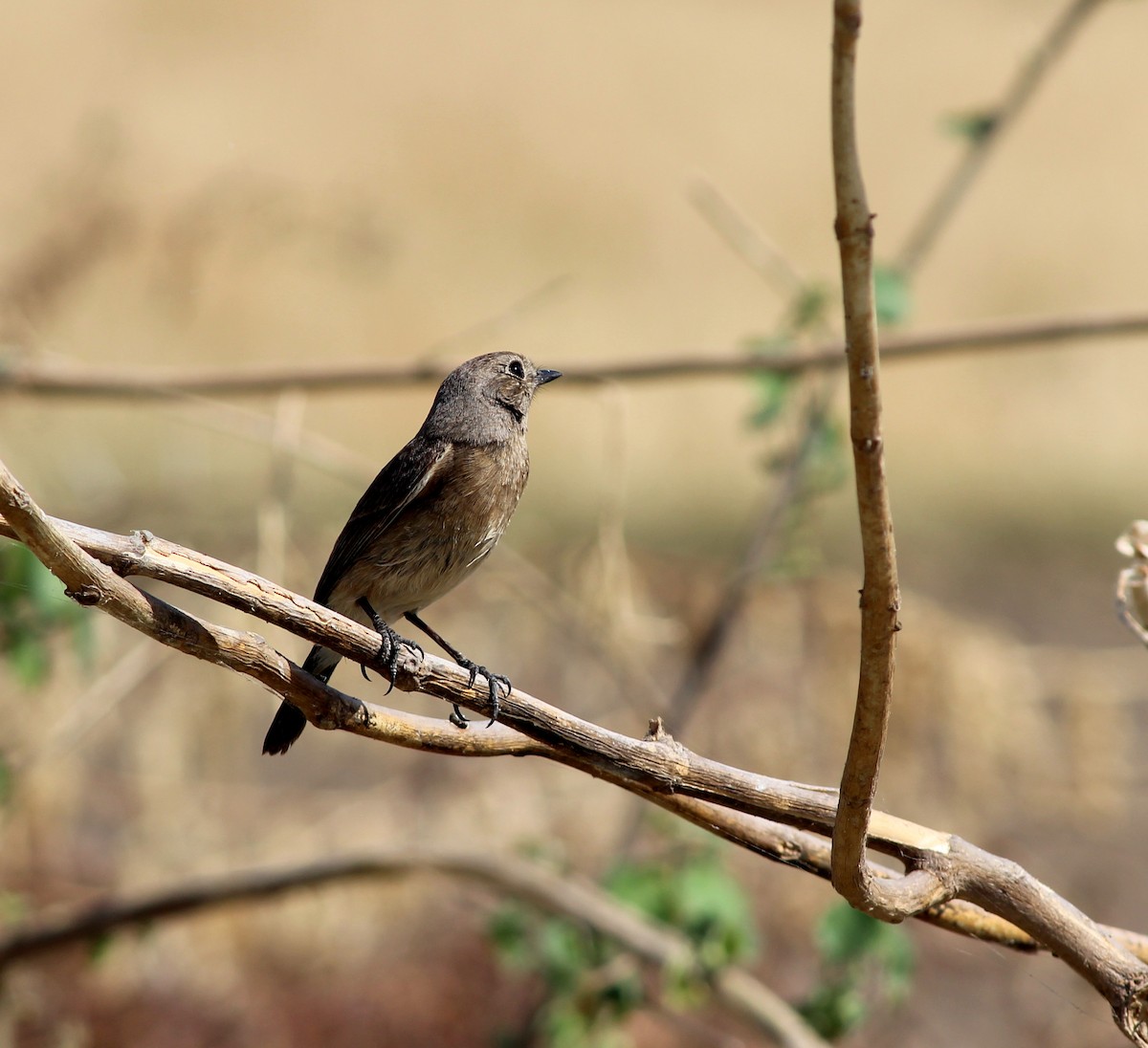 Pied Bushchat - ML206246091