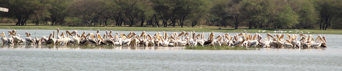 Great White Pelican - ML206246131