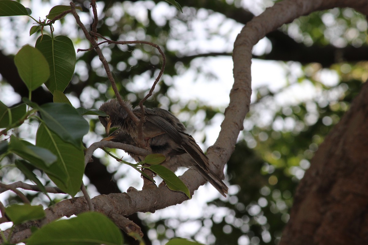 Jungle Babbler (Jungle) - ML206246181