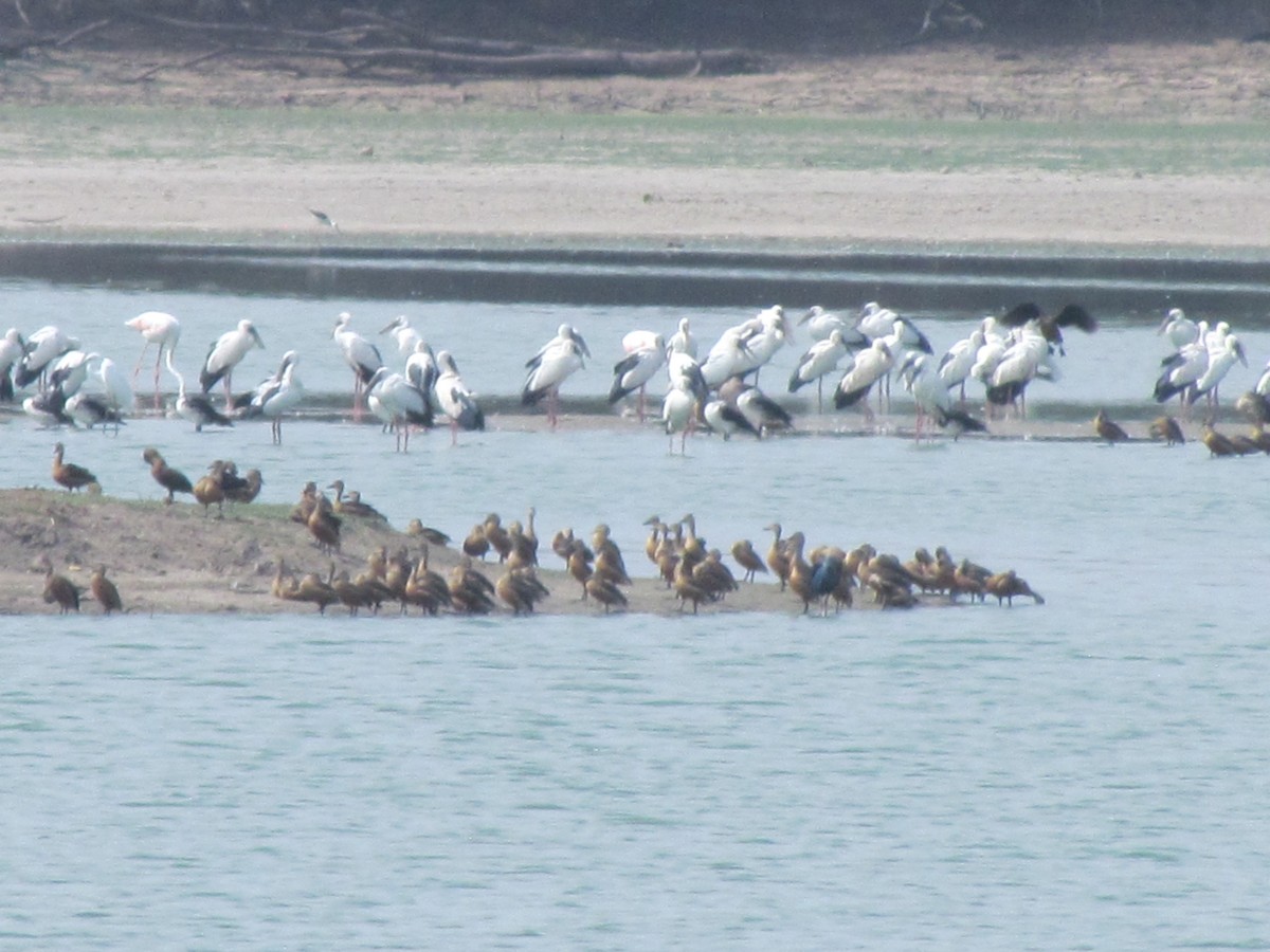 Asian Openbill - Rajubhai Patel