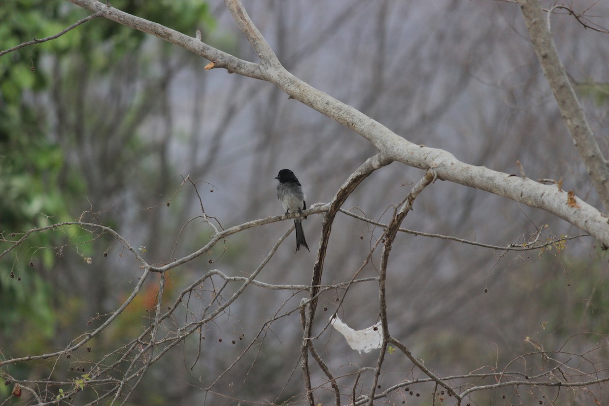 White-bellied Drongo - ML206247221