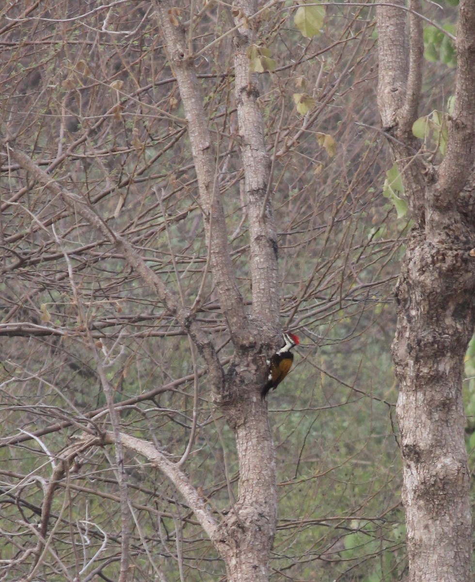 Black-rumped Flameback - ML206247271