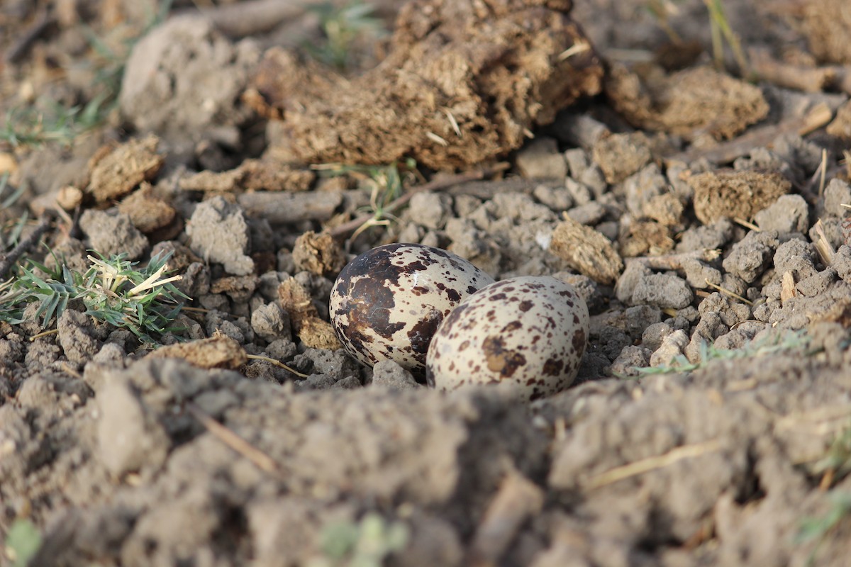 Indian Thick-knee - Rajubhai Patel