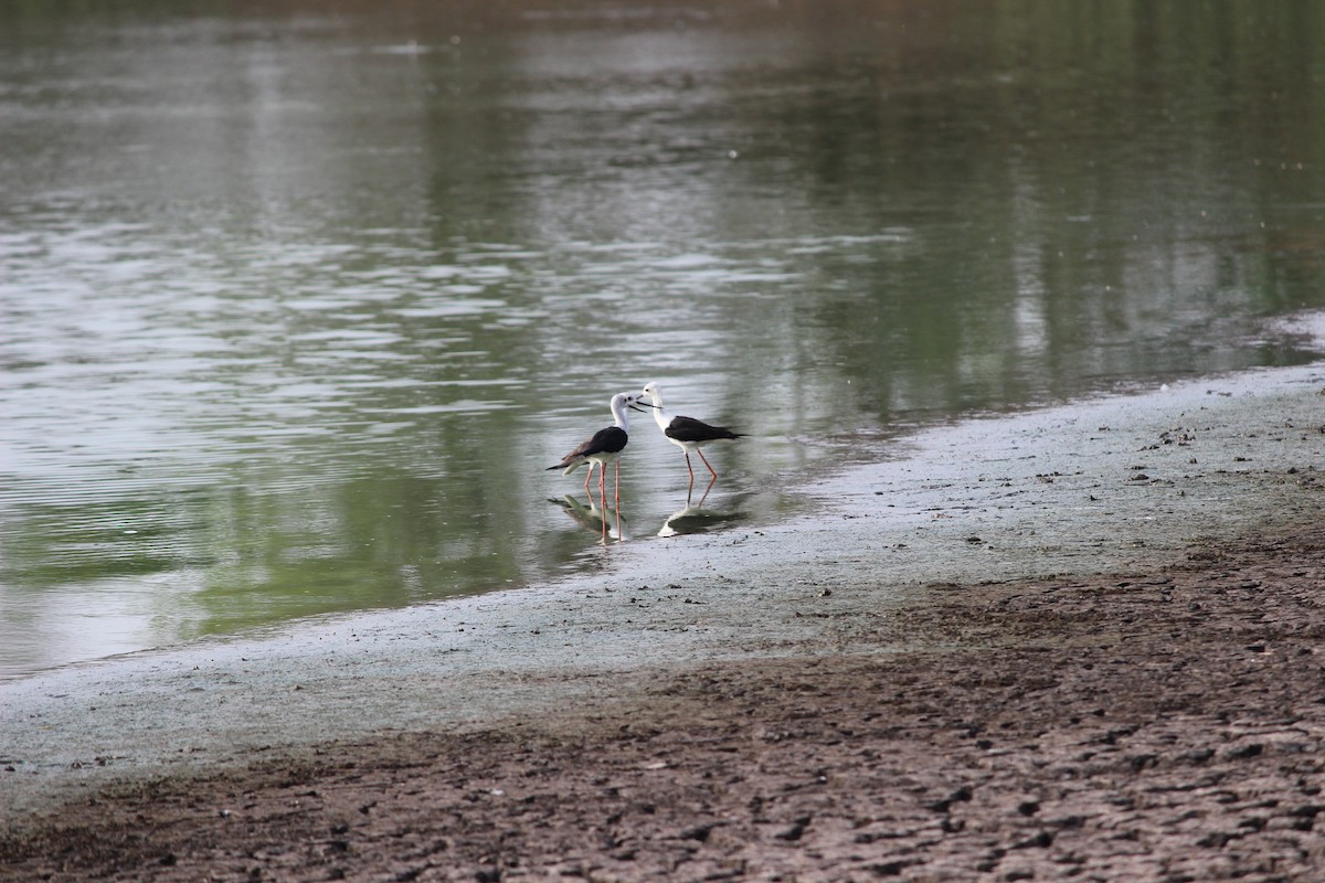 Black-winged Stilt - ML206247411