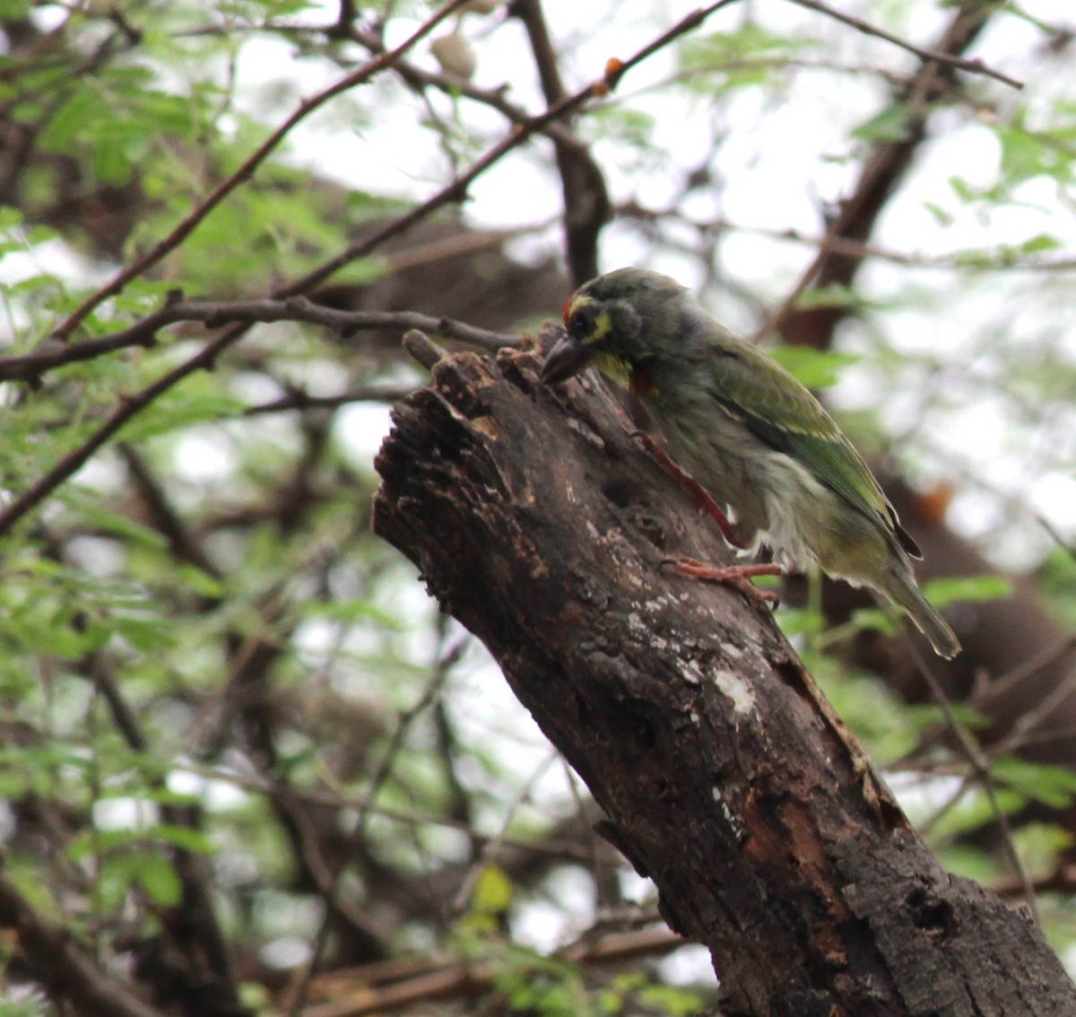 Coppersmith Barbet - Rajubhai Patel