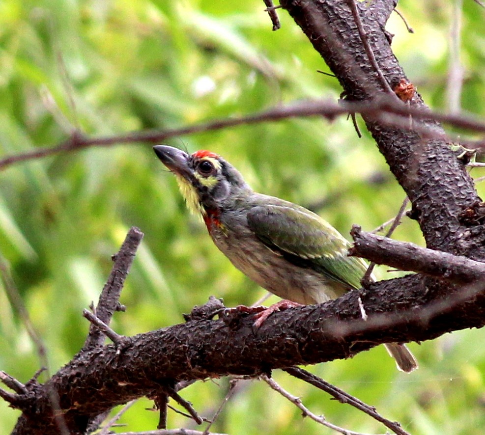 Coppersmith Barbet - Rajubhai Patel