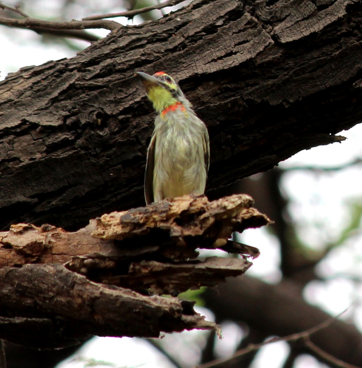 Coppersmith Barbet - Rajubhai Patel