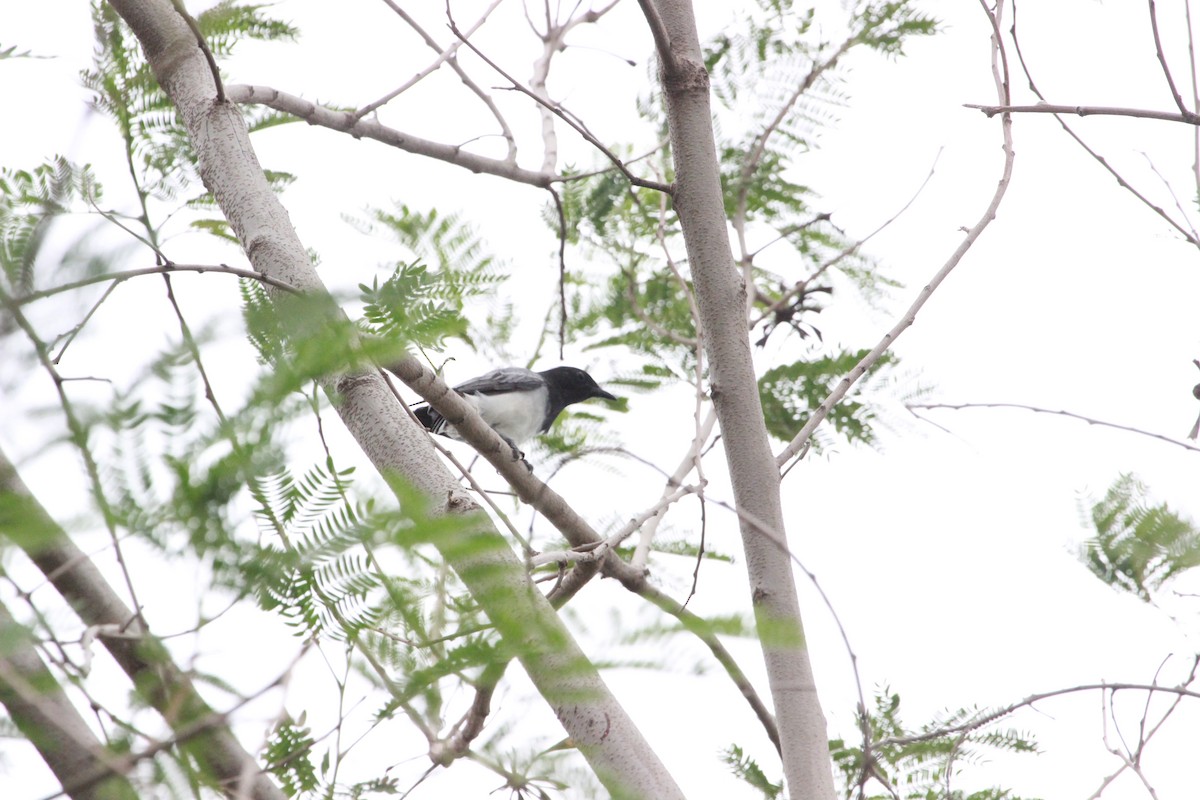 Black-headed Cuckooshrike - ML206247941