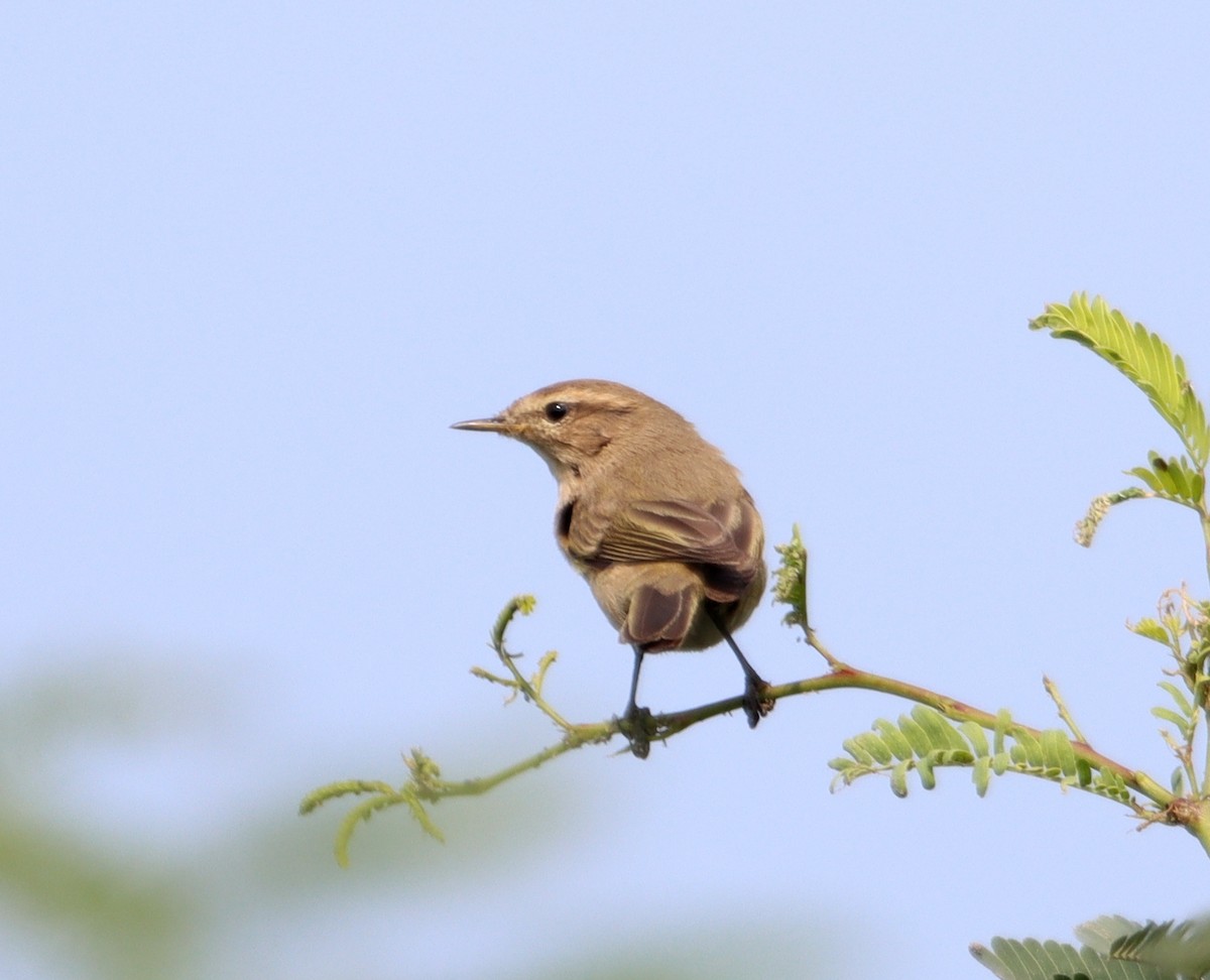 Mosquitero Común - ML206248431