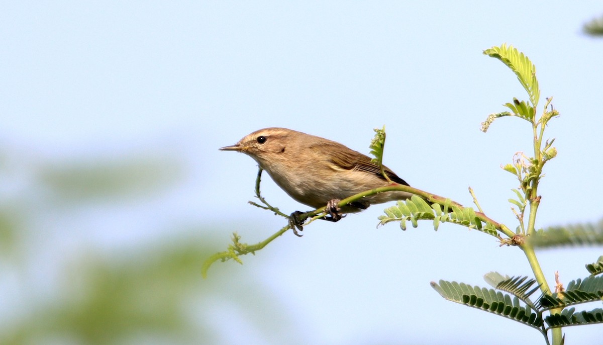 Common Chiffchaff - ML206248441