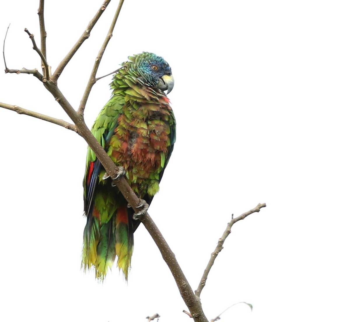 Photos - St. Lucia Amazon - Amazona versicolor - Birds of the World