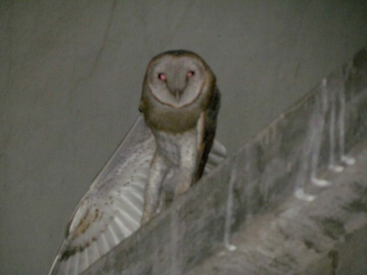 Eastern Barn Owl - Rajubhai Patel